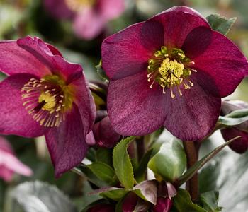 Schneerose 'Ice N' Roses® Red' - Helleborus Gold Collection®