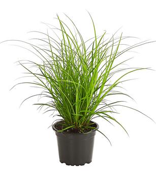 Segge, verschiedene Sorten