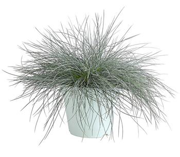 Blauschwingel 'Intense Blue'