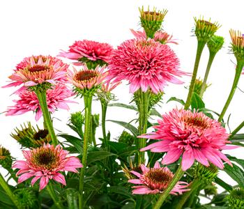 Purpur-Sonnenhut 'Butterfly Kisses'