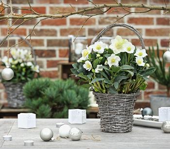 Christrose im Korb von Dehner, Weiß - Naturmaterial