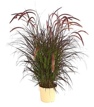 Lampenputzergras 'Chelsea'