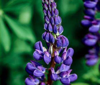 Lupine, verschiedene Sorten von Dehner, Gelb, Orange, Rot, Lila, Blau