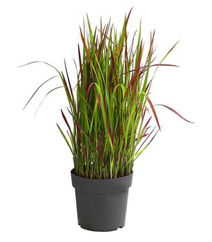 Japanisches Blutgras 'Red Baron'