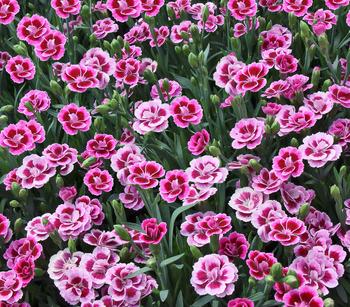 Garten-Nelke 'Pink Kisses ' von Dehner, Rosa / Pink