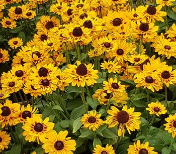 Sonnenhut 'Summerina' von Dehner, Gelb
