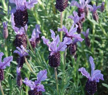 3 x Schopf-Lavendel von Dehner, Lila / Lavendel - Mindestbestellmenge: 3 Stk.