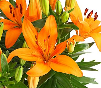 Lilie von Dehner, Orange