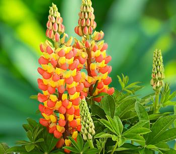 Lupine 'West Country', verschiedene Farben
