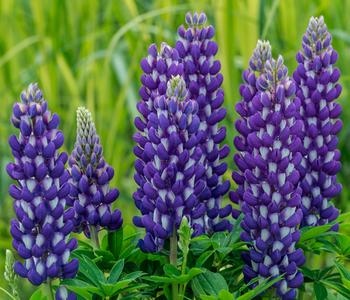 Lupine, verschiedene Sorten von Dehner, Gelb, Orange, Rot, Lila, Blau