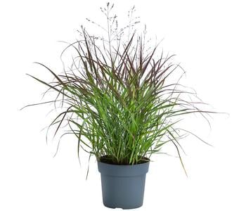 Rutenhirse 'Cheyenne Sky®'