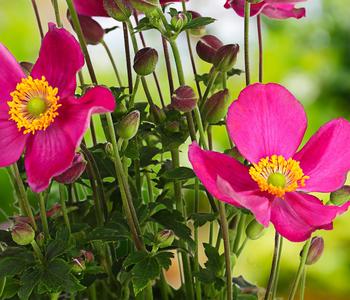 2 x Herbst-Anemone, verschiedene Sorten von Dehner, Pink, Weiß - Mindestbestellmenge: 2 Stk.