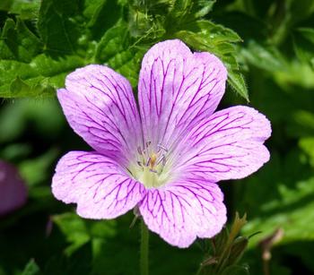Wilde Malve von Dehner, Rosa, Lila