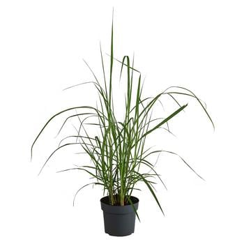 Zwerg-Chinaschilf 'Adagio'