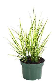 Stachelschweingras 'Strictus'