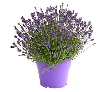 Lavendel