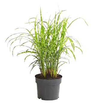 Stachelschweingras 'Gold Breeze'