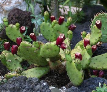Feigenkaktus - Opuntia humifusa von Dehner, Gelb