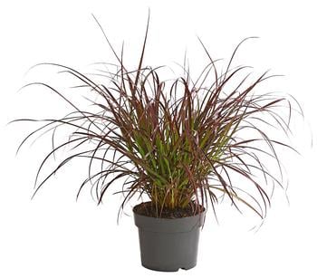 Rotes Lampenputzergras 'Summer Samba' von Dehner, Dunkelrot, Hellbraun