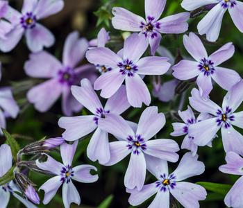 Polster-Phlox, verschiedene Farben