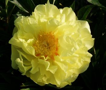 Edel-Pfingstrose 'Bartzella'