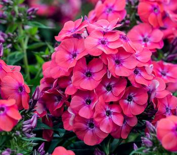 Stauden-Phlox, verschiedene Sorten von Dehner, Rosa, Pink, Lila, Weiß