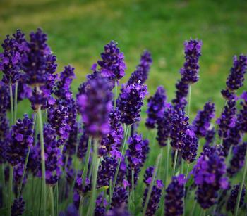 Lavendel 'Dark Surprise'