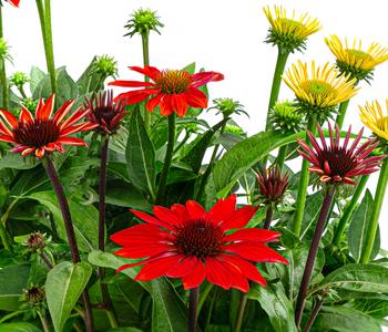 Purpur-Sonnenhut Trio