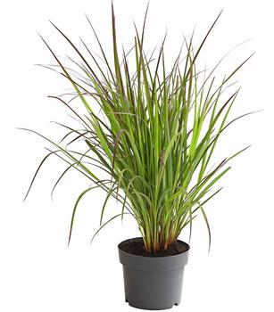 Gambagras 'Red October'