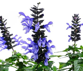 Ziersalbei 'Salgoon'