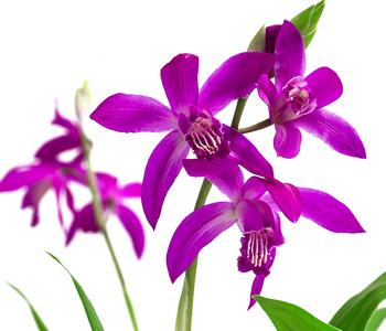 Japanorchidee - Bletilla striata