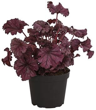 Purpurglöckchen 'Forever Purple'