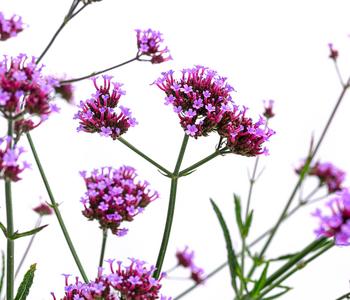 Eisenkraut 'Lollipop'