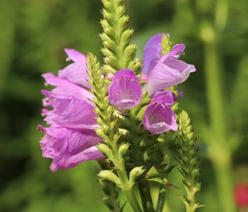 Gelenkblume - Etagenerika