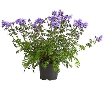 Jakobsleiter, Himmelsleiter