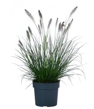 Lampenputzergras - Federborstengras 'Piglet'