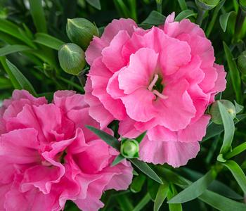 3 x Garten-Nelke 'I Love You' von Dehner, Rosa - Mindestbestellmenge: 3 Stk.
