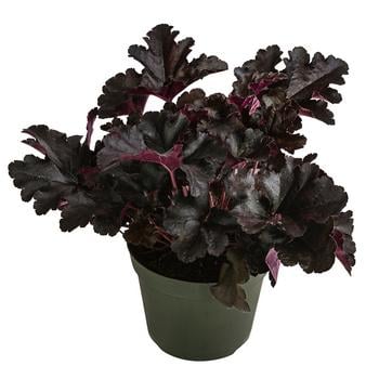 Purpurglöckchen 'Black Pearl®'