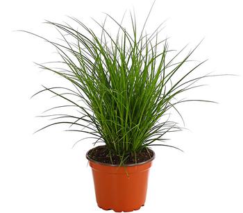 Segge, verschiedene Sorten