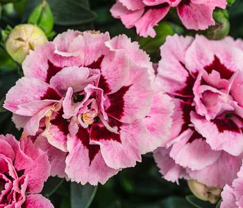 Garten-Nelke, verschiedene Farben