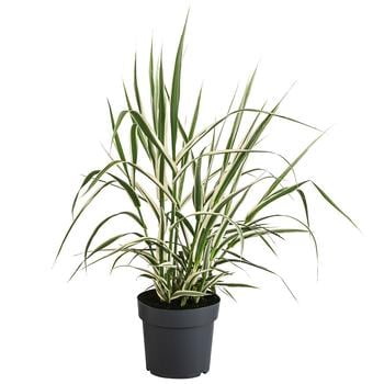 Buntblättriges Pfahlrohr 'Variegata' von Dehner, Grün, Weiß