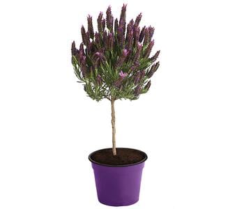 Schopf-Lavendel, Stämmchen von Dehner, Lila / Lavendel