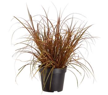 Mahagonigras 'Everflame'