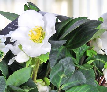 Christrose, 6er Schale