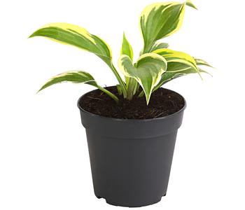 Blaue Gelbrand-Funkie 'Ben Vernooy®'