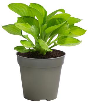 Funkie 'Rainforest Sunrise'