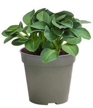 Funkie 'Blue Mouse Ears'