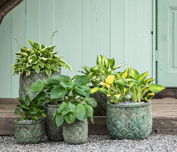 Funkie - Hosta, verschiedene Sorten