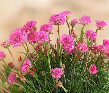 Grasnelke von Dehner, Pink