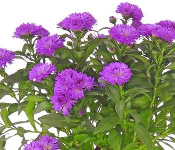 Glattblatt-Aster